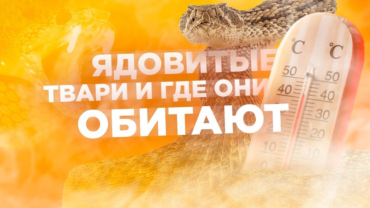 Ядовитые твари и где они обитают [Veritasium]