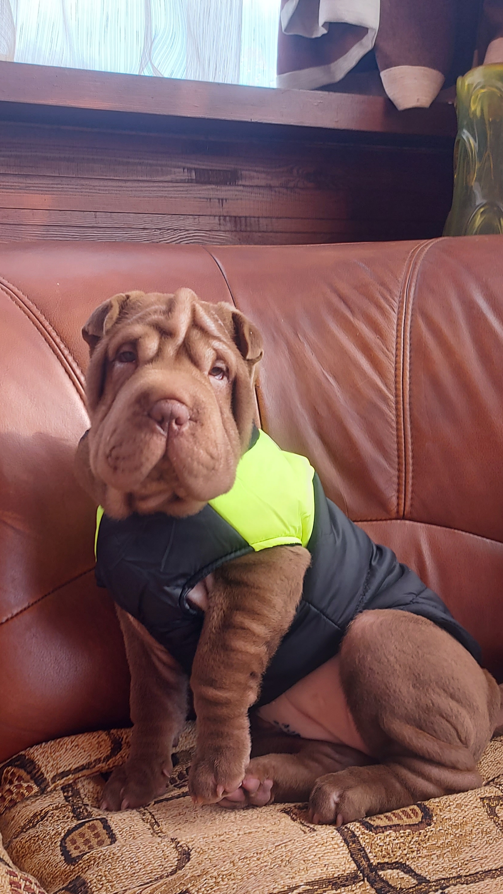 Год назад к нам приехала наша Бася🤎 #шарпей смотреть онлайн