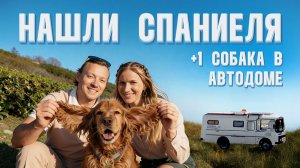 Как мы нашли спаниеля на заброшенной парковке в Адлере.  +1 собака в автодоме ПАЗ 3206