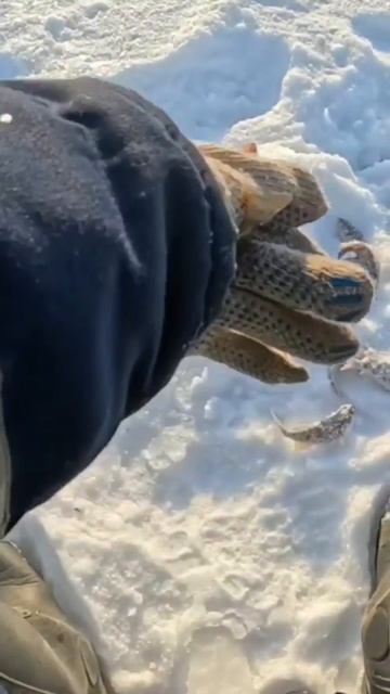 #familyfishing #рыбалка #fishing #зима #щука #pike #видео #поймалотпусти #зимняярыбалка #мороз смотреть онлайн