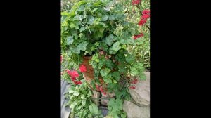 ПЕЛАРГОНИЯ ПЛЮЩЕЛИСТНАЯ (щитовидная).