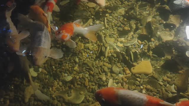 Карпы кои. Парчовый карп. Кои. Общительные рыбки. Океанариум РИО смотреть онлайн