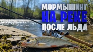 Мормышинг на реке после льда. Первые Голавли не заставили скучать ...
