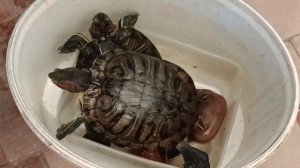 И вот красноухие черепахи