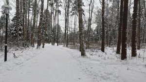 Прогулка по лесному массиву в Ямском парке зимой. Много туристов в экологическо чистом месте.