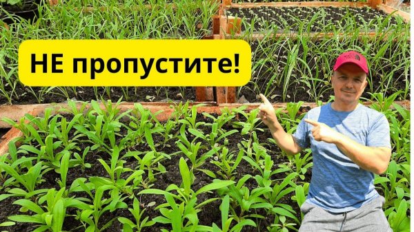 Когда проводить первую подкормку рассады- точный признак