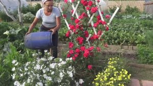 6 соток 1 июля 2021 года Хроника