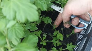 ОБРЕЗКА И ПРИЩИПКА УКОРЕНЕННЫХ ЧЕРЕНКОВ ХРИЗАНТЕМЫ.