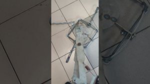 Капкан ловушка на лося. тел 89209904010 .