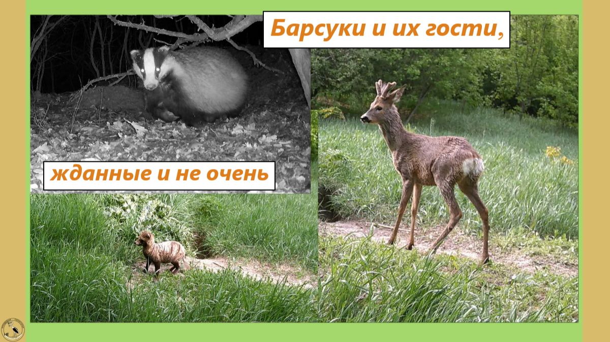 Барсук, барсучиха, самец косули с рожками, две енотовидные собаки 28-30.04.25 смотреть онлайн