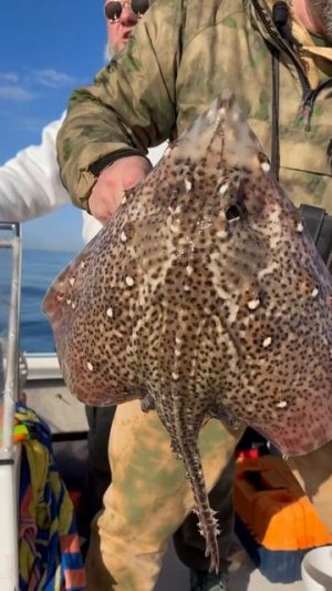 Морская лиса.