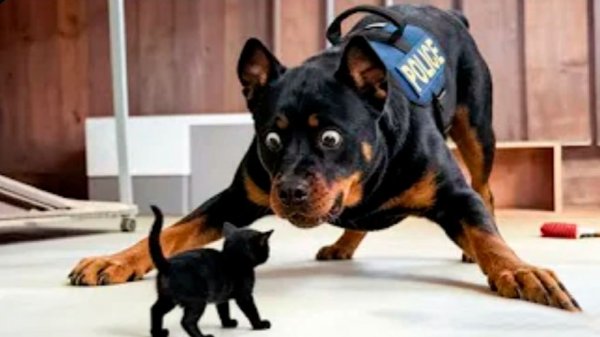 NEW! BRAIN TIME.  КОГДА ПОЛИЦЕЙСКИЕ СОБАКИ ЗАБЫЛИ, ЧТО ОНИ НА СЛУЖБЕ