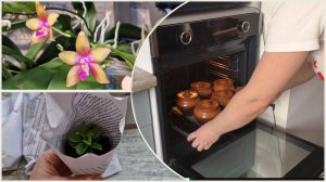 Жизнь с орхидеями и без. Ранний ужин из горшков и вегетативка к новому сезону