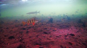 Рыбалка на реке Ингода Забайкальский край.