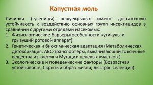 Капустная моль. Методы борьбы.