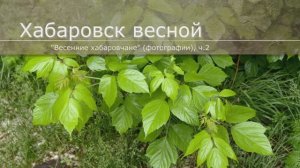 Весна в Хабаровске, ч.2