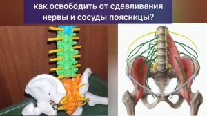 Здоровье поясницы и шеи зависит от остистой мышцы, но она уязвима из-за крестца. Упражнения