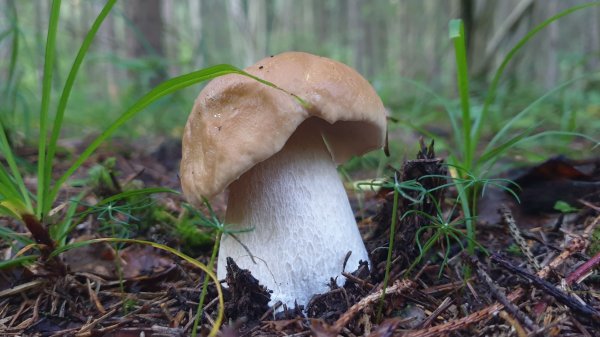 Белые грибы попёрли в августе !