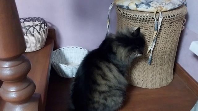 Влог//Плету//Куры и мои хвостики!