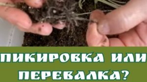 Рассада. Как сделать эффективной пересадку растений в рассадный период