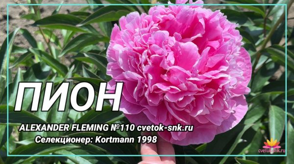 Травянистый "ALEXANDER FLEMING"/Сад Ворошиловой