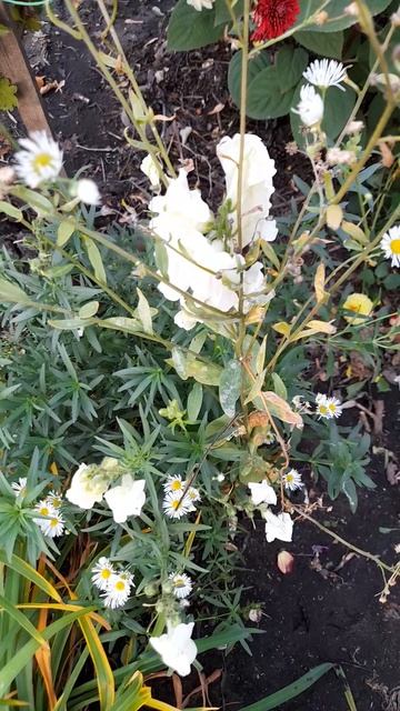 Мелколепестник канадский-сорняк-космополит. смотреть онлайн