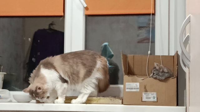 1000003586.mp4 смотреть онлайн