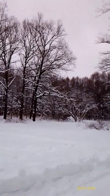 Главный ботанический сад имени Н. В. Цицина РАН 22.01.2026
