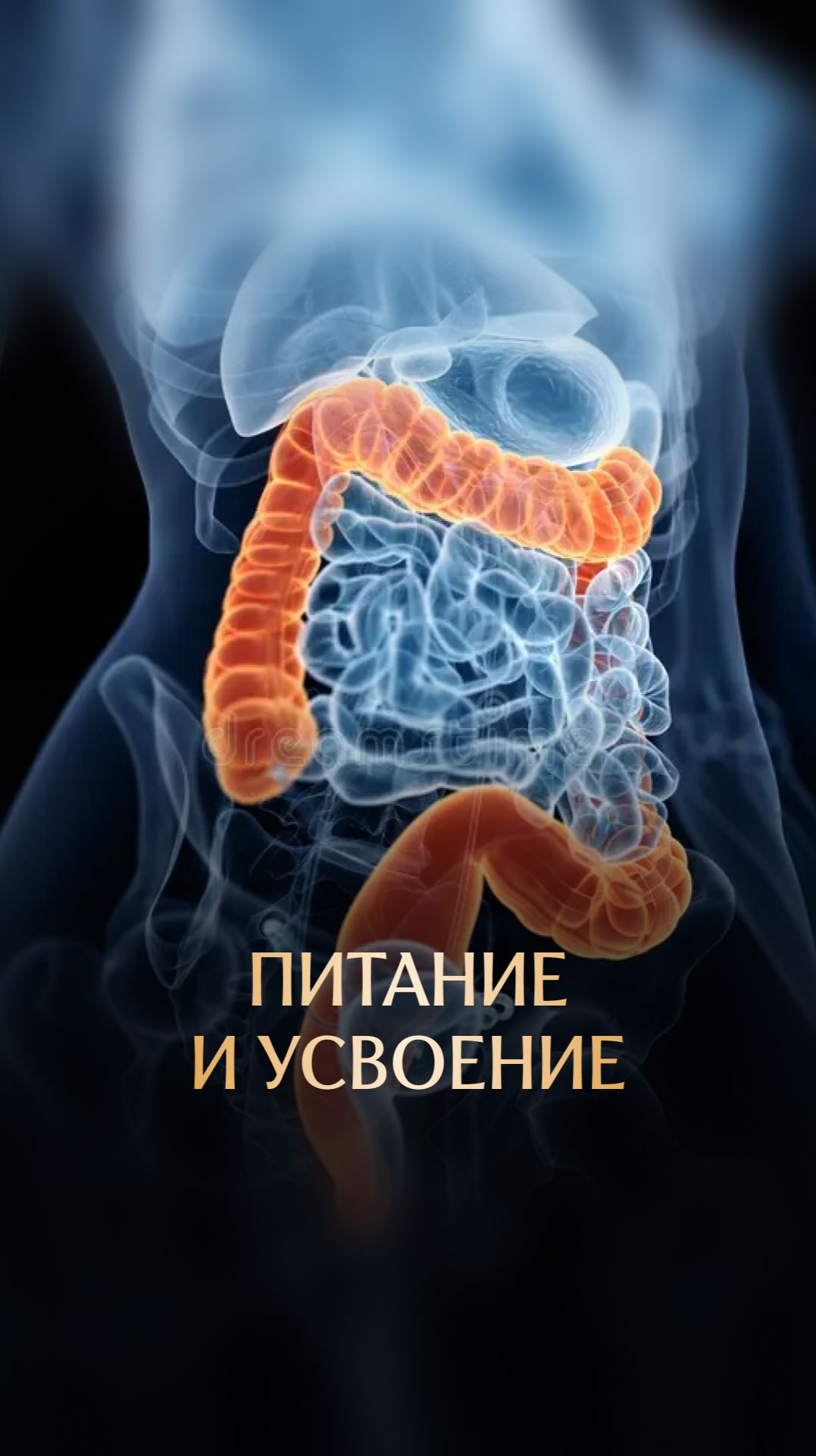 Питание и усвоение