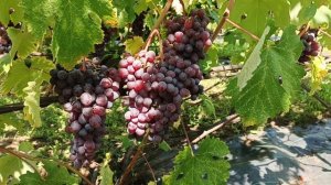 "Клубничный" как всегда стабилен! Заказ на черенки по Тел,WhatsApp ,Мах и Telegram.: 8-918-43-794-43