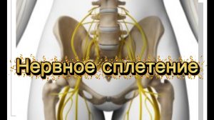 Крестцовое сплетение. Ущемление нервов. Половой нерв.