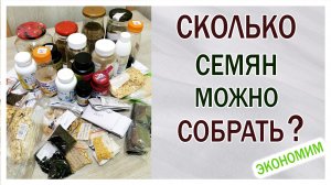 Сколько семян можно собрать. Экономия семейного бюджета.