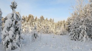 Прогулка по зимнему лесу