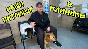 Влог! Везем кошку и собаку в ветеринарную клинику!