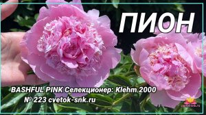 ПИОН "BASHFUL PINK"/Сад Ворошиловой