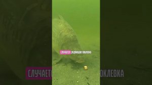 Как ПОЙМАТЬ больше карпа и сазана? #карпфишинг