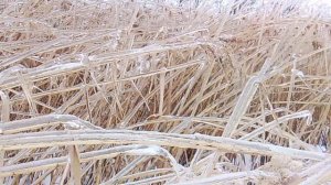 Заморозки VID_20260125_142421