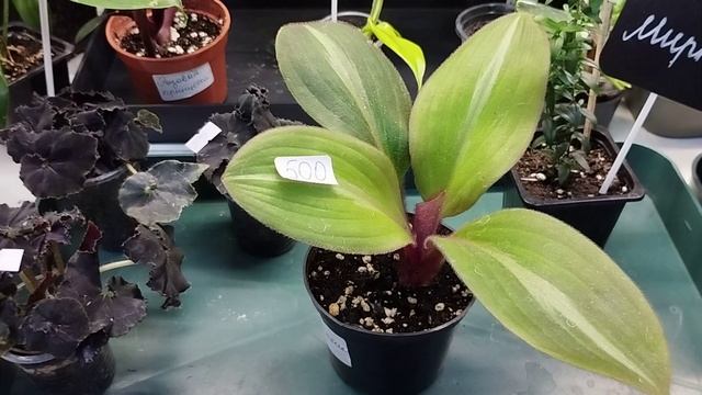 Выставка комнатных растений 22 и 23 марта 2024 г. Екатеринбург, Галерея выставок Иридасад смотреть онлайн