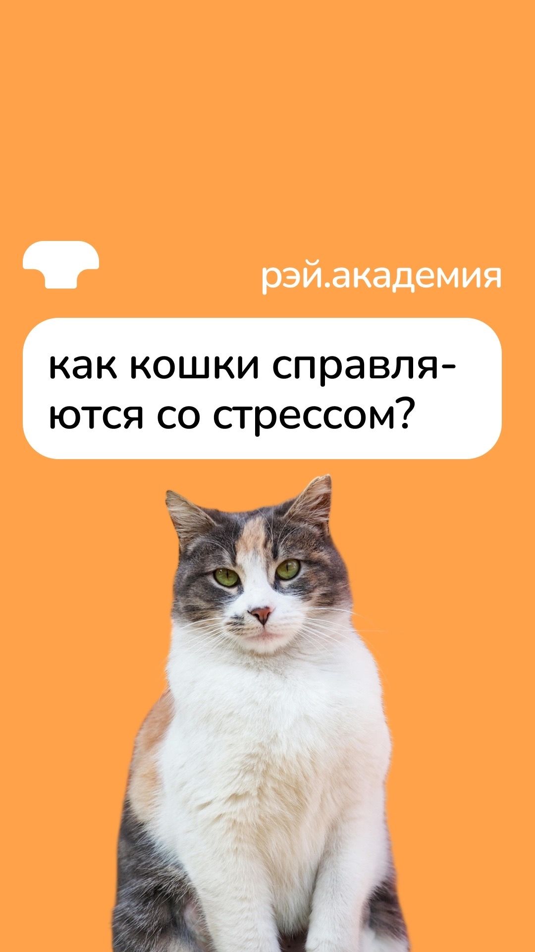 Как кошки справляются со стрессом? смотреть онлайн