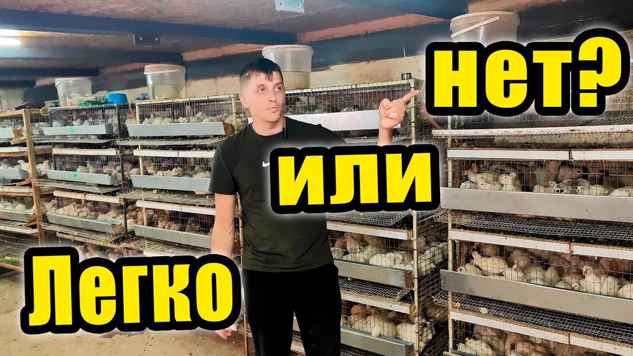 Вся правда о перепеловодстве: легко или нет? смотреть онлайн