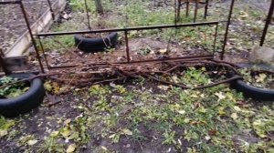 Виноградная лоза в ноябре