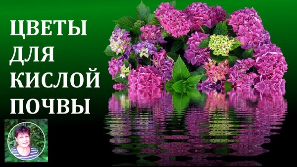 Какие цветы посадить в саду на кислой почве