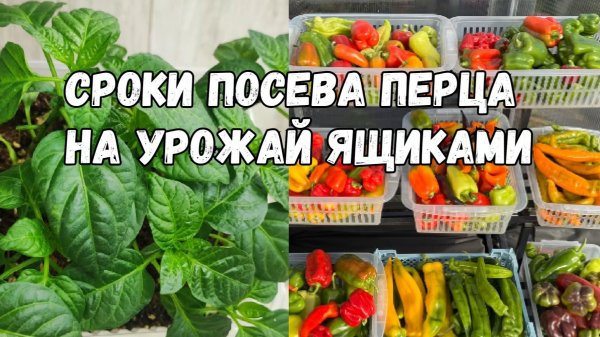 Точные сроки посева ПЕРЦА на рассаду! Сибирь, начинаю подготовку к сезону