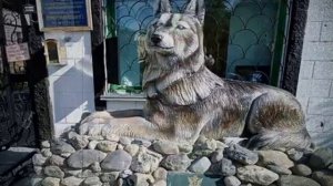 Колония полярный волк