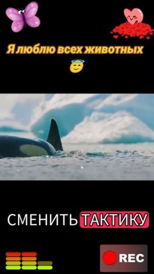 Животные приколы и не только😅