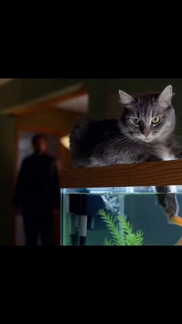 #любимыекоты #котоманьяки #друзьякошки #котограф #смешныекошки