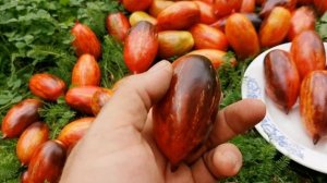 pomidom.ru Помидоры - Гном Бой с Тенью