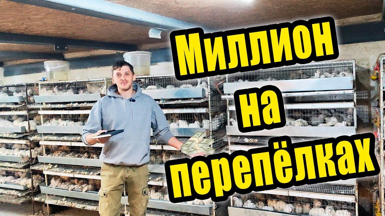 Сколько можно заработать на перепелах? смотреть онлайн