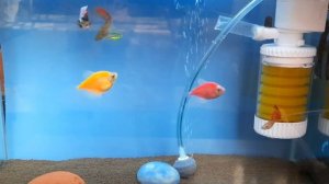 Яйцо дракона в аквариуме