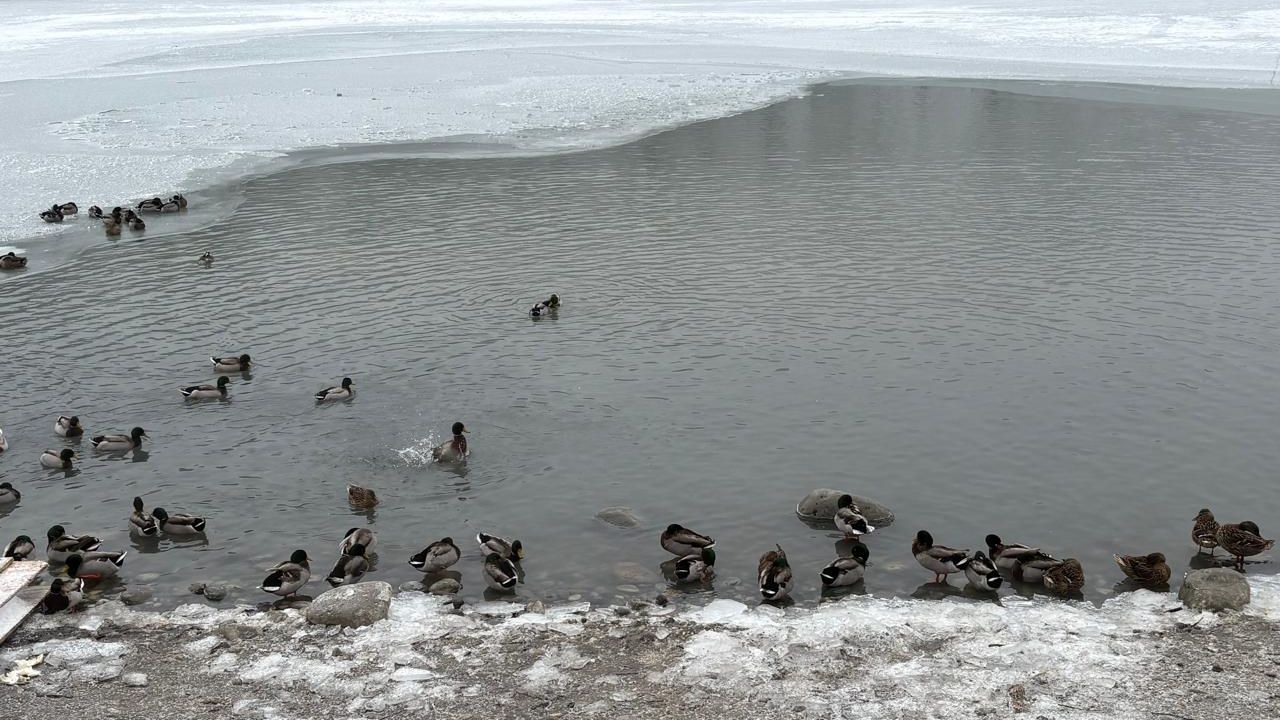 Нальчик Кабардино-Балкария Январская прогулка вдоль реки Нальчик 27 января смотреть онлайн